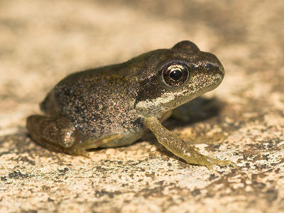 frog5.jpg