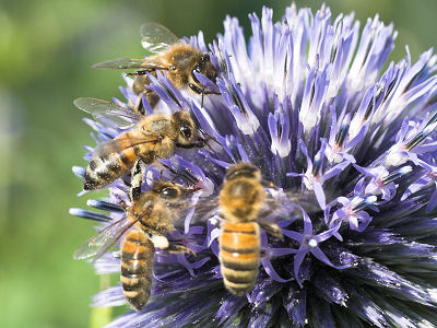 honeybee1.jpg