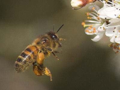 honeybeeapismellifera071.jpg