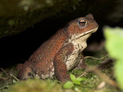 toad1.jpg