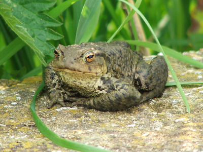 toad4.jpg